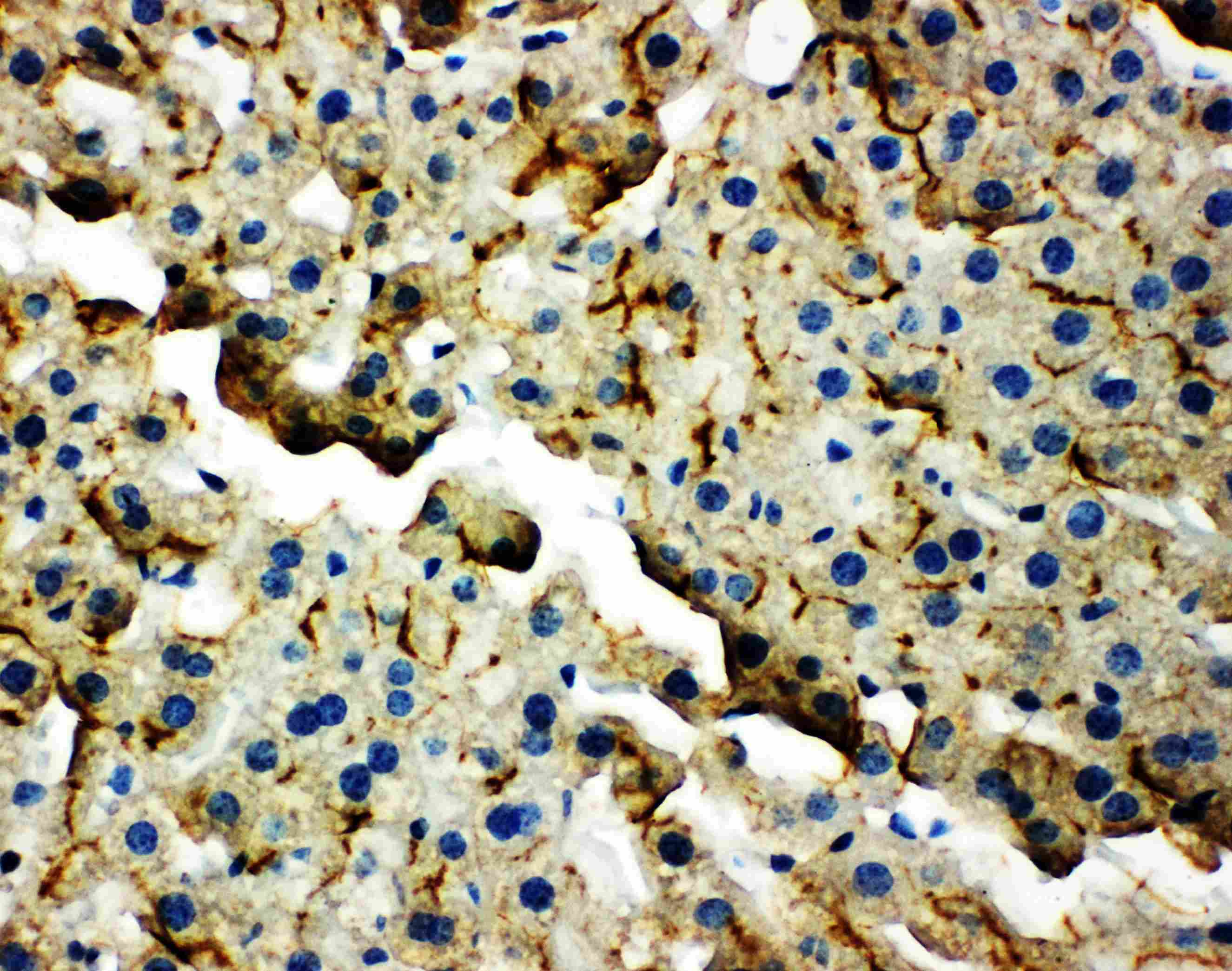 Anti-TJP2 / ZO2 / ZO-2 Antibody | Rabbit anti-Mouse Polyclonal | LSBio