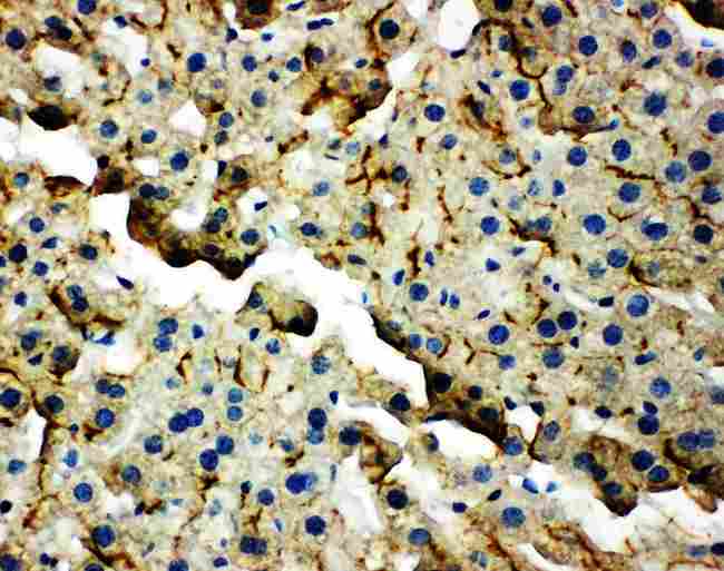 TJP2 / ZO2 / ZO-2 Antibody - Anti-TJP2 antibody, IHC(P): Mouse Liver Tissue