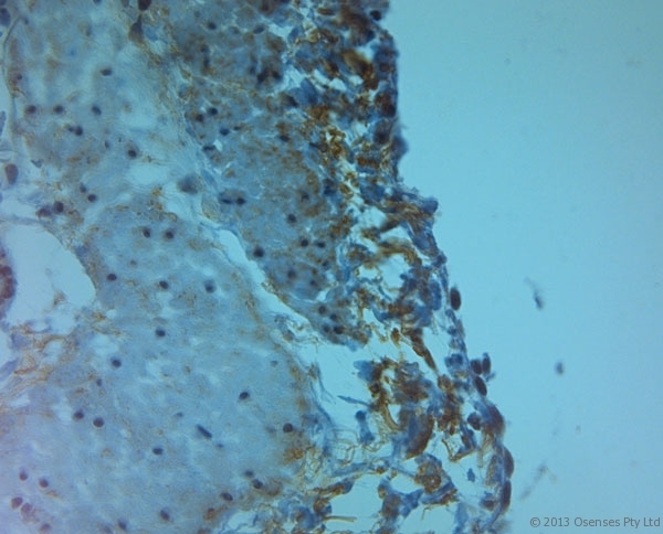 TJP2 / ZO2 / ZO-2 Antibody - Rabbit antibody to ZO2 (740-790). IHC on paraffin sections of human stomach tissue using Rabbit antibody to ZO2 (740-790). HIER: 1 mM EDTA, pH 8 for 20 min using Thermo PT Module. Blocking: 0.2% LFDM in TBST filtered through a 0.2 micron filter. Detection was done using Novolink HRP polymer from Leica following manufacturer's instructions. Primary antibody: dilution 1:1000, incubated 30 min at RT (using Autostainer). Sections were counterstained with Harris Hematoxylin.