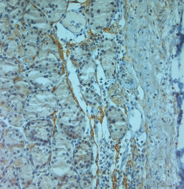 TJP2 / ZO2 / ZO-2 Antibody - Rabbit antibody to ZO2 (740-790). IHC on paraffin sections of human stomach tissue using Rabbit antibody to ZO2 (740-790). HIER: 1 mM EDTA, pH 8 for 20 min using Thermo PT Module. Blocking: 0.2% LFDM in TBST filtered through a 0.2 micron filter. Detection was done using Novolink HRP polymer from Leica following manufacturer's instructions. Primary antibody: dilution 1:1000, incubated 30 min at RT (using Autostainer). Sections were counterstained with Harris Hematoxylin.