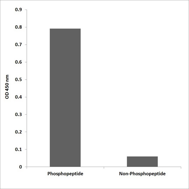 TJP2 / ZO2 / ZO-2 Antibody - Enzyme-Linked Immunosorbent Assay (Phospho-ELISA) for Immunogen Phosphopeptide (Phospho-left) and Non-Phosphopeptide (Phospho-right), using ZO-2 (Phospho-Y1118) Antibody