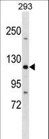 TJP3 / ZO3 Antibody - TJP3 Antibody western blot of 293 cell line lysates (35 ug/lane). The TJP3 antibody detected the TJP3 protein (arrow).