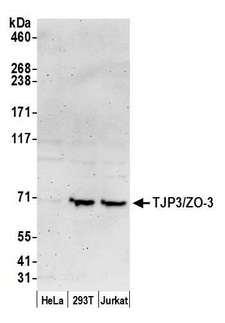 TJP3 / ZO3 Antibody - Detection of human TJP3/ZO-3 by western blot. Samples: Whole cell lysate (50 µg) from HeLa, HEK293T, and Jurkat cells prepared using NETN lysis buffer. Antibody: Affinity purified rabbit anti-TJP3/ZO-3 antibody used for WB at 0.1 µg/ml. Detection: Chemiluminescence with an exposure time of 3 minutes.