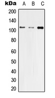TJP3 / ZO3 Antibody - Western blot analysis of ZO3 expression in HEK293T (A); Raw264.7 (B); H9C2 (C) whole cell lysates.