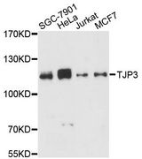 TJP3 / ZO3 Antibody - Western blot analysis of extracts of various cell lines, using TJP3 antibody at 1:3000 dilution. The secondary antibody used was an HRP Goat Anti-Rabbit IgG (H+L) at 1:10000 dilution. Lysates were loaded 25ug per lane and 3% nonfat dry milk in TBST was used for blocking. An ECL Kit was used for detection and the exposure time was 90s.