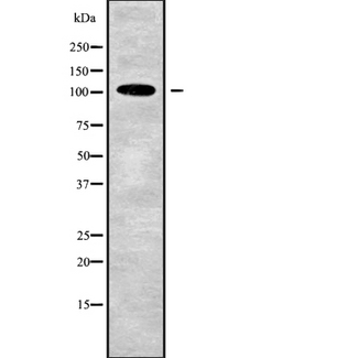 TJP3 / ZO3 Antibody - Western blot analysis of TJP3 using RAW264.7 whole cells lysates