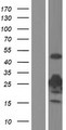 TK1 / TK / Thymidine Kinase Protein - Western validation with an anti-DDK antibody * L: Control HEK293 lysate R: Over-expression lysate