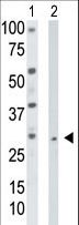 TK2 Antibody - The anti-TK2 antibody is used in Western blot to detect TK2 in HepG2 cell lysate (Lane 1) and mouse liver tissue lysate (Lane 2).