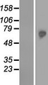 TKTL2 Protein - Western validation with an anti-DDK antibody * L: Control HEK293 lysate R: Over-expression lysate
