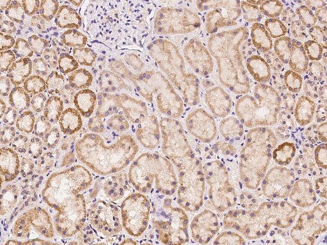 TLCD1 Antibody - Immunochemical staining of human TLCD1 in human kidney with rabbit polyclonal antibody at 1:100 dilution, formalin-fixed paraffin embedded sections.