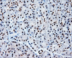 TLDC1 / KIAA1609 Antibody - IHC of paraffin-embedded pancreas tissue using anti-KIAA1609 mouse monoclonal antibody. (Dilution 1:50).