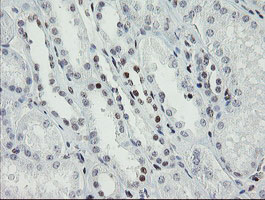 TLE1 / TLE 1 Antibody - IHC of paraffin-embedded Human Kidney tissue using anti-TLE1 mouse monoclonal antibody.