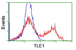 TLE1 / TLE 1 Antibody - HEK293T cells transfected with either overexpress plasmid (Red) or empty vector control plasmid (Blue) were immunostained by anti-TLE1 antibody, and then analyzed by flow cytometry.