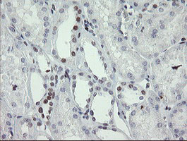 TLE1 / TLE 1 Antibody - IHC of paraffin-embedded Human Kidney tissue using anti-TLE1 mouse monoclonal antibody. (Heat-induced epitope retrieval by 10mM citric buffer, pH6.0, 100C for 10min).