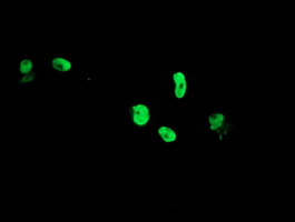 TLE1 / TLE 1 Antibody - Anti-TLE1 mouse monoclonal antibody immunofluorescent staining of COS7 cells transiently transfected by pCMV6-ENTRY TLE1.