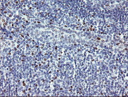 TLE1 / TLE 1 Antibody - IHC of paraffin-embedded Human tonsil using anti-TLE1 mouse monoclonal antibody. (Heat-induced epitope retrieval by 10mM citric buffer, pH6.0, 100C for 10min).