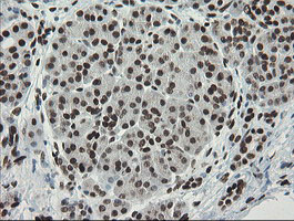 TLE1 / TLE 1 Antibody - IHC of paraffin-embedded Human pancreas tissue using anti-TLE1 mouse monoclonal antibody.