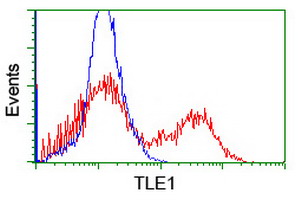 TLE1 / TLE 1 Antibody - HEK293T cells transfected with either overexpress plasmid (Red) or empty vector control plasmid (Blue) were immunostained by anti-TLE1 antibody, and then analyzed by flow cytometry.