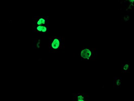 TLE1 / TLE 1 Antibody - Anti-TLE1 mouse monoclonal antibody immunofluorescent staining of COS7 cells transiently transfected by pCMV6-ENTRY TLE1.