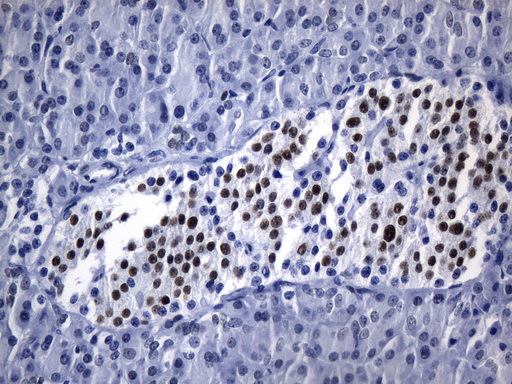 TLE1 / TLE 1 Antibody - Immunohistochemical staining of paraffin-embedded Human pancreas tissue within the normal limits using anti-TLE1 mouse monoclonal antibody. (Heat-induced epitope retrieval by 1mM EDTA in 10mM Tris buffer. (pH8.0) at 120°C for 2.5 min. (1:300)