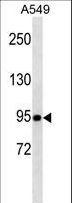 TLE1 / TLE 1 Antibody - TLE1 Antibody western blot of A549 cell line lysates (35 ug/lane). The TLE1 antibody detected the TLE1 protein (arrow).