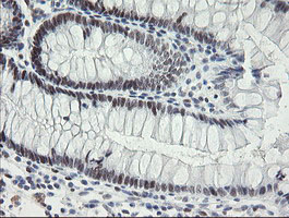 TLE1 / TLE 1 Antibody - IHC of paraffin-embedded Human colon tissue using anti-TLE1 mouse monoclonal antibody.
