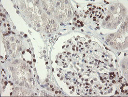 TLE1 / TLE 1 Antibody - IHC of paraffin-embedded Human Kidney tissue using anti-TLE1 mouse monoclonal antibody.