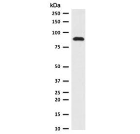 TLE1 / TLE 1 Antibody - Western blot testing of human HeLa cell lysate with TLE1 antibody (clone TLEP1-1). Predicted molecular weight ~83 kDa.