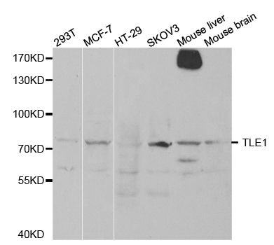 TLE1 / TLE 1 Antibody - Western blot analysis of extracts of various cell lines, using TLE1 antibody.