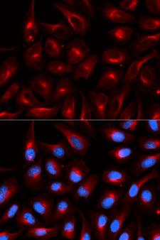 TLE1 / TLE 1 Antibody - Immunofluorescence analysis of U20S cell using TLE1 antibody. Blue: DAPI for nuclear staining.