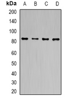 TLE1 / TLE 1 Antibody - Western blot analysis of TLE1 expression in MCF7 (A); HT29 (B); mouse liver (C); mouse brain (D) whole cell lysates.