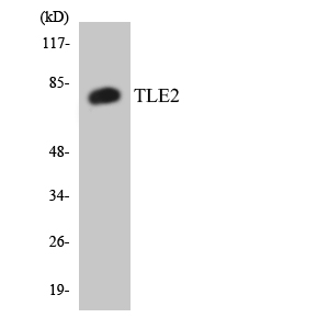 TLE2 Antibody - Western blot analysis of the lysates from HT-29 cells using TLE2 antibody.