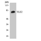 TLE2 Antibody - Western blot analysis of the lysates from HT-29 cells using TLE2 antibody.