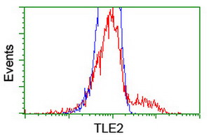 TLE2 Antibody - HEK293T cells transfected with either overexpress plasmid (Red) or empty vector control plasmid (Blue) were immunostained by anti-TLE2 antibody, and then analyzed by flow cytometry.