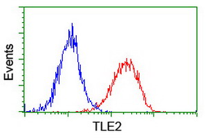 TLE2 Antibody - Flow cytometry of HeLa cells, using anti-TLE2 antibody (Red), compared to a nonspecific negative control antibody (Blue).
