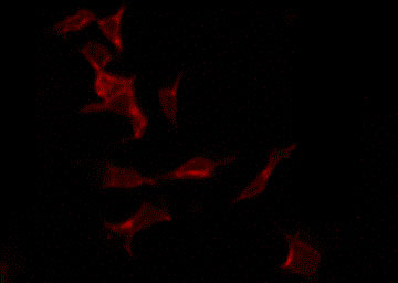 TLE2 Antibody - Staining LOVO cells by IF/ICC. The samples were fixed with PFA and permeabilized in 0.1% Triton X-100, then blocked in 10% serum for 45 min at 25°C. The primary antibody was diluted at 1:200 and incubated with the sample for 1 hour at 37°C. An Alexa Fluor 594 conjugated goat anti-rabbit IgG (H+L) Ab, diluted at 1/600, was used as the secondary antibody.