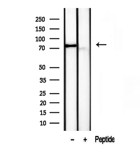 TLE3 Antibody - Western blot analysis of extracts of HEK293 cells using TLE3 antibody.