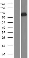 TLE3 Protein - Western validation with an anti-DDK antibody * L: Control HEK293 lysate R: Over-expression lysate