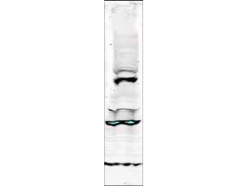TLK1 Antibody - Anti-Tlk-1 Antibody - Western Blot. Western blot of Affinity Purified anti-Tlk-1 antibody shows detection of a band ~64 kD corresponding to isoform 3 of human Tlk-1 (arrowhead). Specific reactivity with this band is blocked when the antibody is pre-incubated with the immunizing peptide (data not shown). Approximately 30 ug of a HeLa nuclear extract was separated by SDS-PAGE and transferred onto nitrocellulose. After blocking the membrane was probed with the primary antibody diluted to 1:250 for 2h at room temperature followed by washes and reaction with a 1:10000 dilution of IRDye 800 conjugated Gt-a-Rabbit IgG [H&L] MX ( for 45 min at room temperature. IRDye800 fluorescence image was captured using the Odyssey Infrared Imaging System developed by LI-COR. IRDye is a trademark of LI-COR, Inc. Other detection systems will yield similar results.
