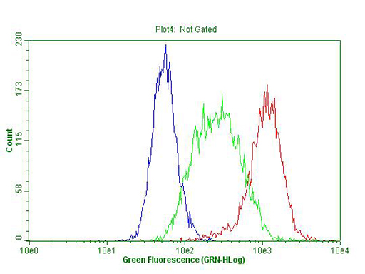 TLK2 Antibody - Flow cytometric Analysis of permeabilized Hela cells, using anti-TLK2 antibody  Red), compared to an IgG isotype control. (green), and negative control. (PBS, Blue). (1:100)