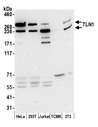 TLN1 / Talin 1 Antibody - Detection of human and mouse TLN1 by western blot. Samples: Whole cell lysate (50 µg) from HeLa, HEK293T, Jurkat, mouse TCMK-1, and mouse NIH 3T3 cells prepared using NETN lysis buffer. Antibody: Affinity purified rabbit anti-TLN1 antibody used for WB at 0.1 µg/ml. Detection: Chemiluminescence with an exposure time of 30 seconds.