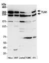 TLN1 / Talin 1 Antibody - Detection of human and mouse TLN1 by western blot. Samples: Whole cell lysate (50 µg) from HeLa, HEK293T, Jurkat, mouse TCMK-1, and mouse NIH 3T3 cells prepared using NETN lysis buffer. Antibody: Affinity purified rabbit anti-TLN1 antibody used for WB at 0.1 µg/ml. Detection: Chemiluminescence with an exposure time of 10 seconds.