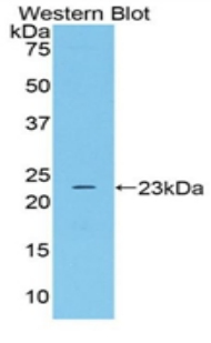 TLN1 / Talin 1 Antibody - Western blot of recombinant TLN1 / Talin.  This image was taken for the unconjugated form of this product. Other forms have not been tested.