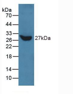 TLN1 / Talin 1 Antibody - Western Blot; Sample: Recombinant TLN, Human.