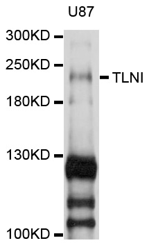 TLN1 / Talin 1 Antibody - Western blot analysis of extracts of U87 cells.