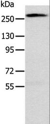 TLN1 / Talin 1 Antibody - Western blot analysis of Huvec cell, using TLN1 Polyclonal Antibody at dilution of 1:200.