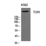 TLN1 / Talin 1 Antibody - Western Blot analysis of extracts from K562 cells using TLN1 Antibody.