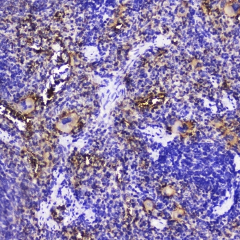 TLN1 / Talin 1 Antibody - IHC testing of FFPE rat spleen with Talin 1 antibody at 2ug/ml. HIER: boil tissue sections in pH6, 10mM citrate buffer, for 10-20 min followed by cooling at RT for 20 min.