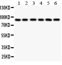 TLR1 Antibody - Western blot - Anti-TLR1 Antibody