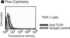 TLR1 Antibody